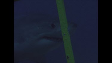 close up of great white shark head as it swims past cage