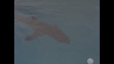 great white shark circles around bait