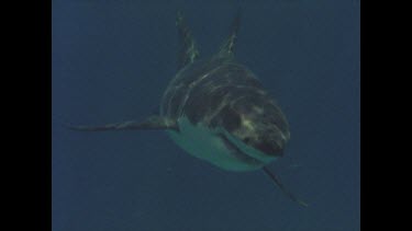 great white shark swims menacingly towards camera