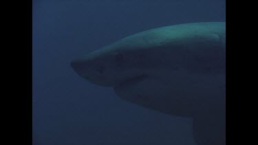 close up of head as great white shark swims past