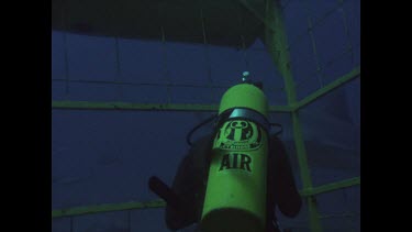 diver watches as great white shark circles cage