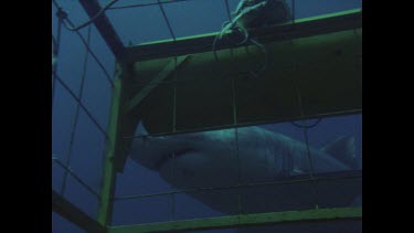 close up of great white shark as it circles cage