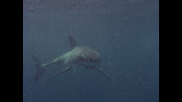 great white shark swims through burley