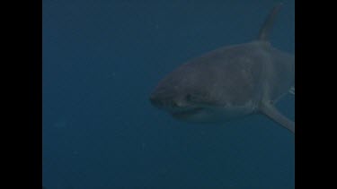 great white shark swims past