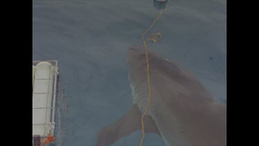 great white shark ignores bait and speeds past cage