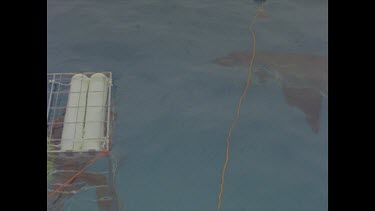 great white shark slowly circles diver cage