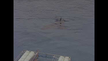 great white shark approaches and swims past diver cage