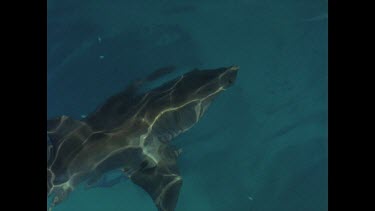 great white shark circles in water