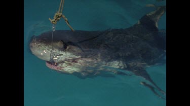 close up great white shark chomps on bait