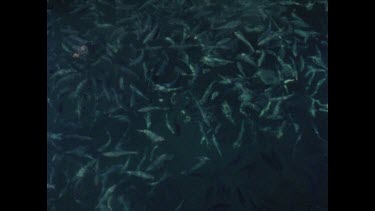 small fish swarming in water