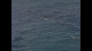 great white shark thrashes at end of line