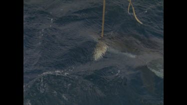 great white shark attempts to tear piece from bait