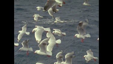 flock of flying sea gulls battling wind