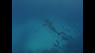great white shark swims off into the murky water followed by fish swarm