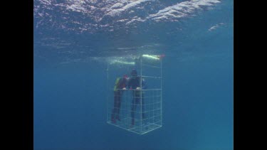 cage divers wait for great white shark action