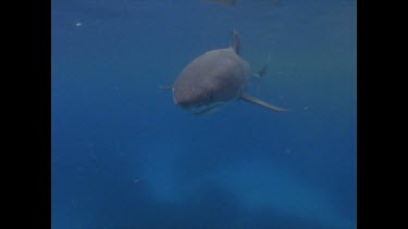 great white shark swims towards then past camera