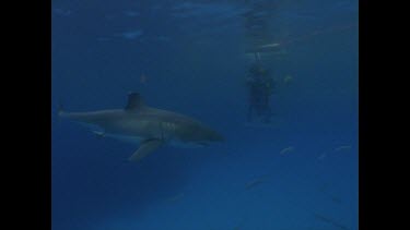 great white shark circles cage divers