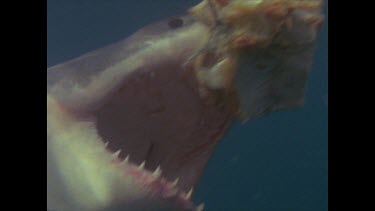 close up great white shark grabs bait then heads away with line in mouth