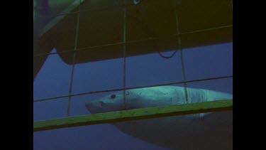 great white shark circles around dangling bait by diver cage