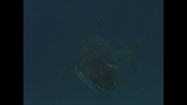 great white shark passes below