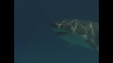 great white shark turns then swims past cage