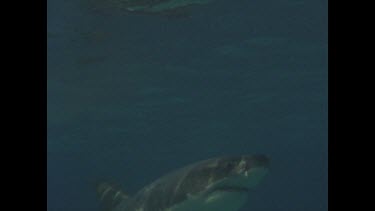 great white shark tests bait but ignores it