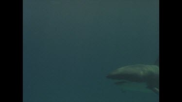 great white shark swims past