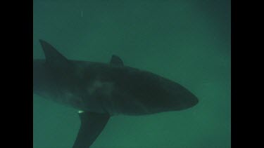 nice outline shot of great white shark passing below