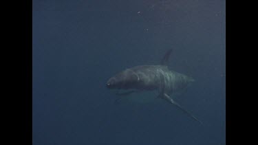 great white shark swims towards cage then past it