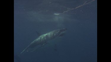 great white shark grabs bait