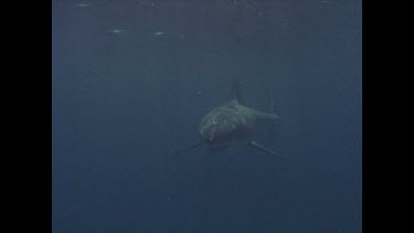 great white shark swims towards camera and past