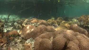 Mangrove, Soft Coral, Hard Coral, Branching, Digitate