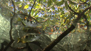 Archer Fish, Mangrove