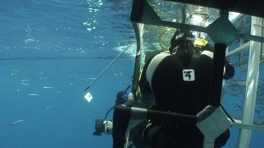 Guadalupe Island - Great White Shark Expedition