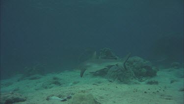 Grey reef shark takes baits.