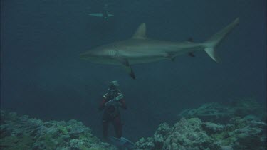 Grey nurse shark swimming over reef