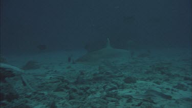 Silvertip shark straight to camera