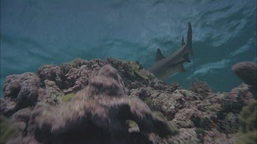 white tip shark to camera and quickly away