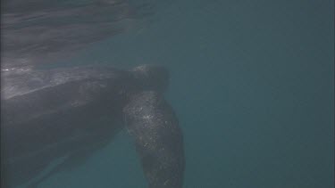 Leatherback turtle eats jellyfish. Valerie brings jellyfish.