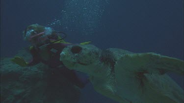 green turtle swimming with Valerie