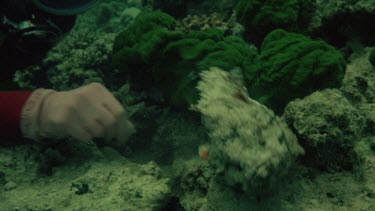 Diver and stone fish. Heron island Warning.