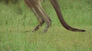 Extreme Close Up Of Kangaroos Fighting