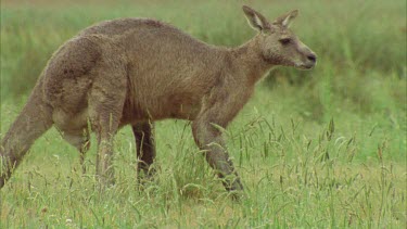 Close Up Of Kangaroo