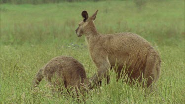 Male Kangaroo Trying To Attract Female Kangaroo