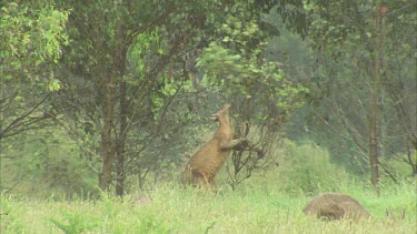 Male Kangaroo Scratching Himself Against A Tree