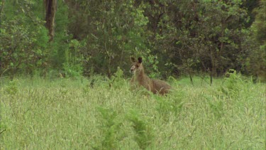 Kangaroo In The Grass