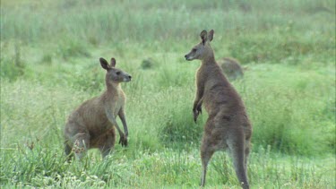 Kangaroos Fighting