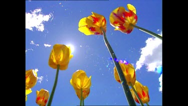 Low Angle of tulips with sun shining. Blue sky with clouds in background