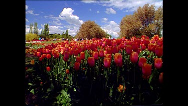 Park with tulips.
