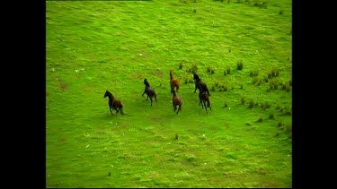 Wild horses running across green field